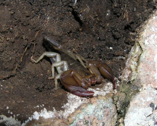 Scorpione sardo: Euscorpius sp.